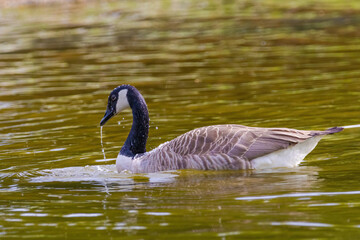 Grey wild goose, cute Water Birds Geese