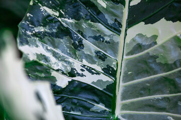 The surface of Alocasia macrorrhizos, a beautiful, rare, high-priced decorative plant. Green plants with beautiful white patterns similar to military camouflage - obrazy, fototapety, plakaty