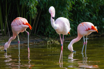close-up portrait of african flamingo walking around in water