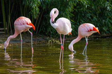 close-up portrait of african flamingo walking around in water