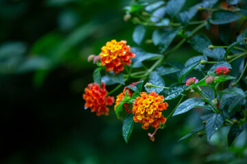 selective focus on Lantana beautiful orange flowers and natural background
