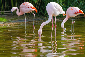 close-up portrait of african flamingo walking around in water
