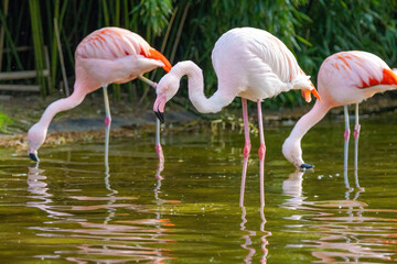 close-up portrait of african flamingo walking around in water