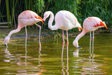 close-up portrait of african flamingo walking around in water