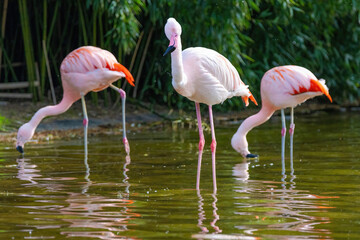 close-up portrait of african flamingo walking around in water