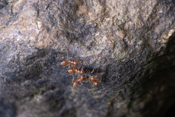 Selective focus cruel orange ants They were attacking the helpless black ants on the rocks. - obrazy, fototapety, plakaty