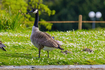 Grey wild goose, cute Water Birds Geese