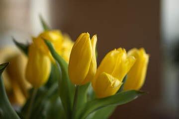 spring yellow tulips in a bouquet