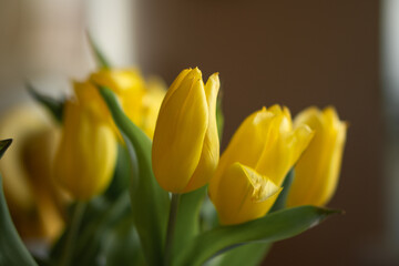 spring yellow tulips in a bouquet