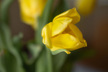 spring yellow tulips in a bouquet