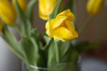 spring yellow tulips in a bouquet