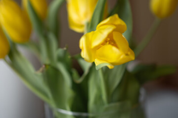 spring yellow tulips in a bouquet