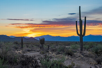 Desert Sunrise Landscape With Saguaro Cactus In Scottsdale Arizona