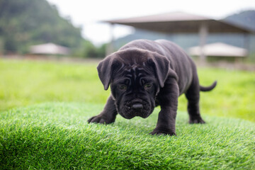 Selective focus, cute black pitbull mix puppy on green artificial grass