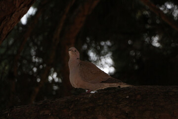 Eine Taube auf einem Ast