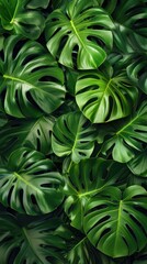 Green tropical monstera leaves. Background of various green tropical leaves.