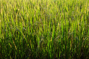 texture background Rice plants in the green field