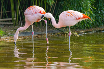 close-up portrait of african flamingo walking around in water