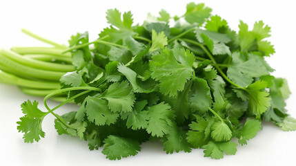 Cilantro 