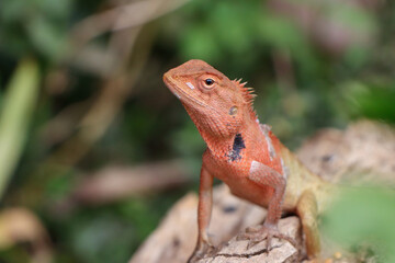 closeup changeable lizard orange texture and beautiful nature background High-resolution color changing chameleon.