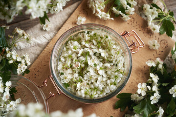 Preparation of herbal tincture from fresh hawthorn flowers in a glass jar, top view
