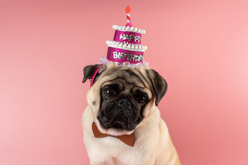 Funny Pug dog wearing pink happy birthday hat on pink background.