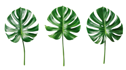 Three tropical monstera green leaves top view on a transparent background.
