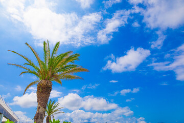 南国リゾートの清々しい青空と南の島をイメージするヤシの木・綺麗な青い海のビーチ（千葉県）
