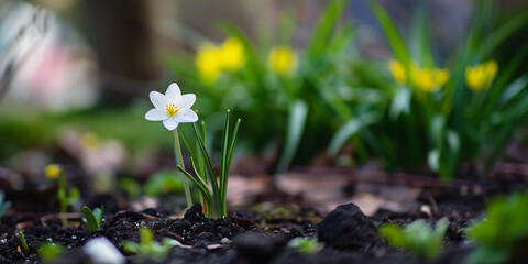 Garden Jewel: Daisy Blossom
Seven-petaled daisy in a garden setting