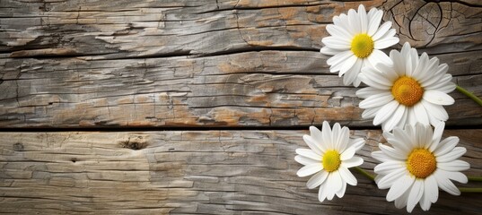 Obraz premium Cosmetic cream and chamomile flowers on wooden background with copy space for text