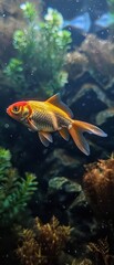 A gold and red fish swimming in a tank
