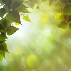 Birch foliage under bright sunlight, abstract spring and summer backgrounds