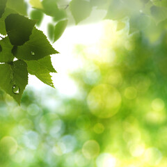 Fototapeta na wymiar Birch foliage under bright sunlight, abstract spring and summer backgrounds
