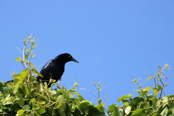 This great-tailed grackle sits atop a high hedge that is filled with both common and great-tail's nest. They are common to Texas