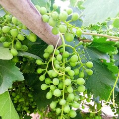 Green seedless grapes are small to medium in size and are round to slightly oval in shape, growing...