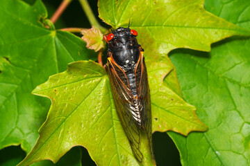 Periodic cicada resting on a leaf