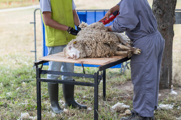 A man is shearing a sheep
