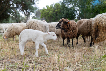 A group of sheep are grazing in a field, with a baby sheep looking on
