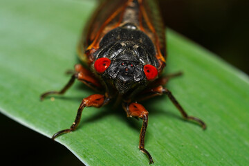 Macro of a 13-year periodic cicada - obrazy, fototapety, plakaty