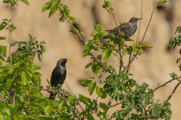 Common starlings perched on bush branches