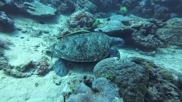 Sea turtle on the bottom among the corals. A turtle with a remora on its shell in a coral garden on a sandy bottom underwater.