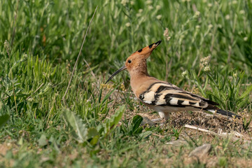Eurasian hoopoe walking in the grass and looking for bugs