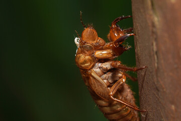 Shell left after a cicada nymph molts into an adult