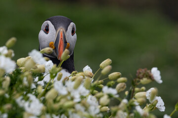 Puffin bird head looking from behind an out of focus plant