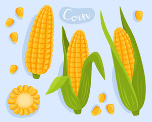 Corn. Vegetable, cooking ingredient. Sweet corn cob and grains. Corn with leaves. Kernels and sliced cobs. edible plant, vegetarian food.