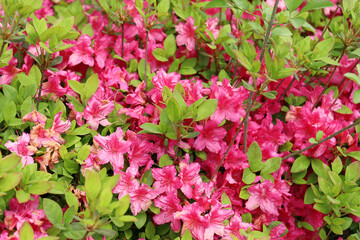 영산홍 한국의 분홍색 꽃