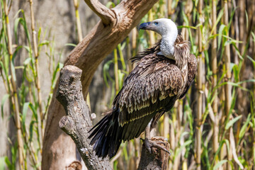 A Ruppell's griffon vulture, Gyps rueppelli, a large bird of prey endemic to the Sahel region of...