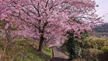 日本、群馬県渋川市、真龍寺の桜