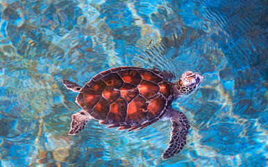 Baby green turtle is swimming up to breathe on sea water surface in blue pond at the marine aquatic conservation center, top view