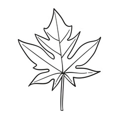 Leaf line art vector hand drawn illustration. Black and white leaves